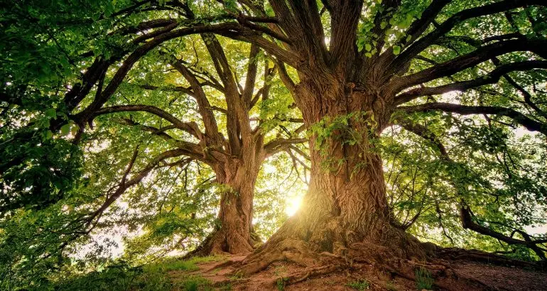 arbre